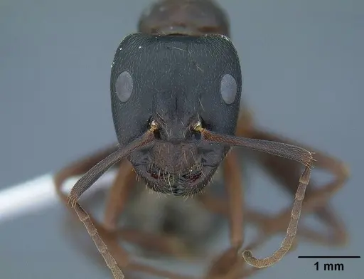 Camponotus dumetorum specimen CASENT0732631 image casent0732631_2