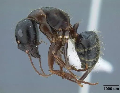 Camponotus dumetorum specimen CASENT0732631 image casent0732631_3