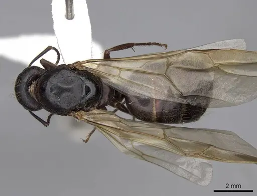 Camponotus dumetorum specimen CASENT0923089 image casent0923089_1