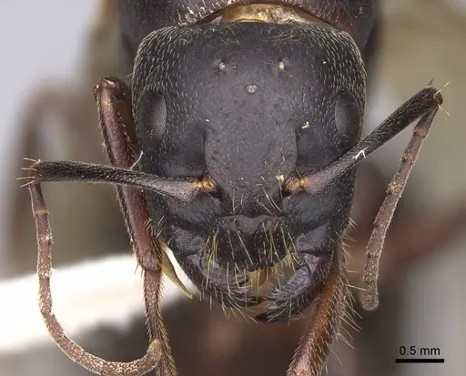 Camponotus dumetorum specimen CASENT0923089 image casent0923089_2