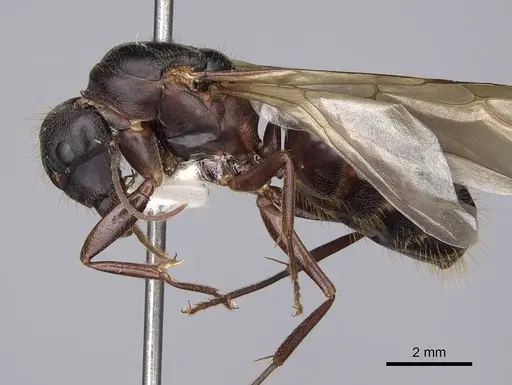 Camponotus dumetorum specimen CASENT0923089 image casent0923089_3