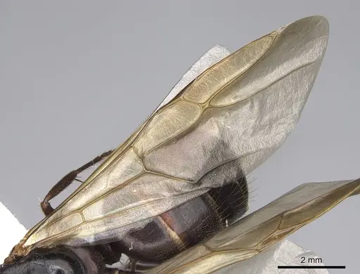 Camponotus dumetorum specimen CASENT0923089 image casent0923089_4