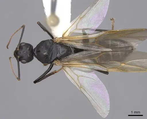 Camponotus dumetorum specimen CASENT0923090 image casent0923090_1