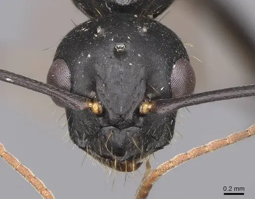 Camponotus dumetorum specimen CASENT0923090 image casent0923090_2