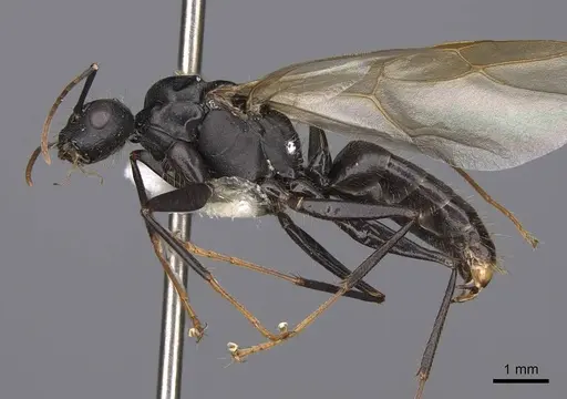 Camponotus dumetorum specimen CASENT0923090 image casent0923090_3
