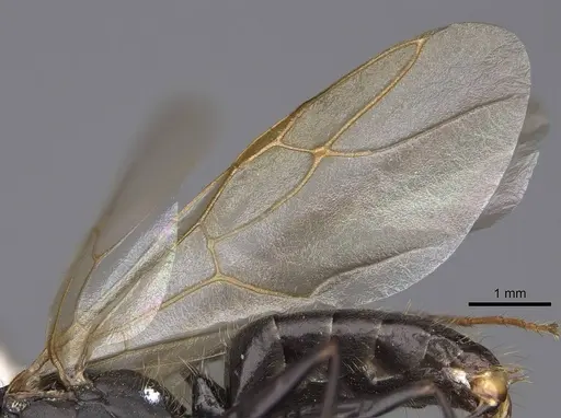 Camponotus dumetorum specimen CASENT0923090 image casent0923090_4