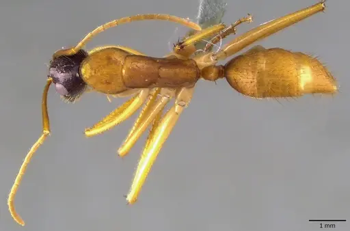 Camponotus eastwoodi specimen ANTWEB1041876 image antweb1041876_1