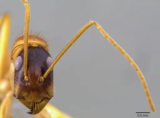 Camponotus eastwoodi specimen ANTWEB1041876 image antweb1041876_2
