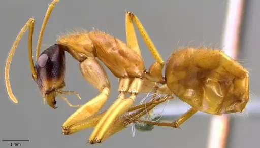 Camponotus eastwoodi specimen ANTWEB1041876 image antweb1041876_3