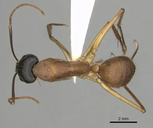 Camponotus eastwoodi specimen CASENT0280195 image casent0280195_1