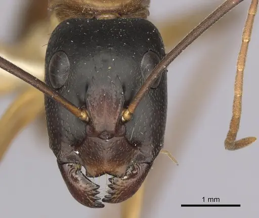 Camponotus eastwoodi specimen CASENT0280195 image casent0280195_2