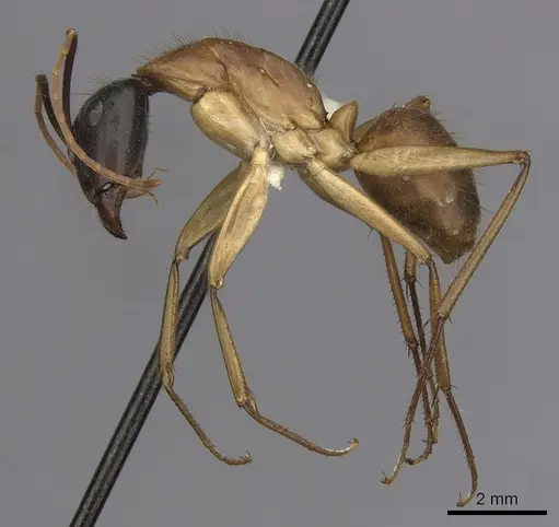 Camponotus eastwoodi specimen CASENT0280195 image casent0280195_3