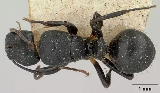Camponotus echinoploides specimen CASENT0101379 image casent0101379_1
