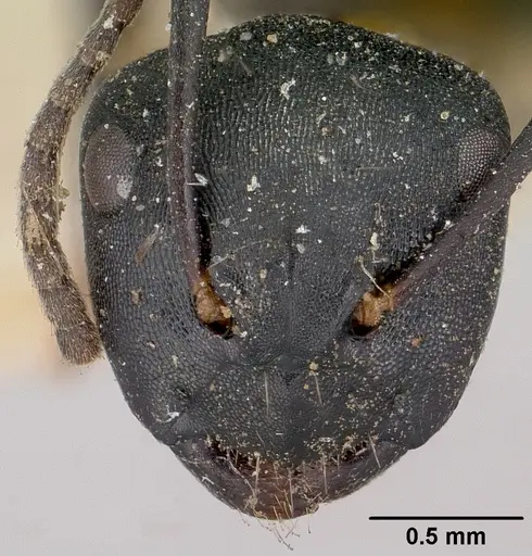 Camponotus echinoploides specimen CASENT0101379 image casent0101379_2