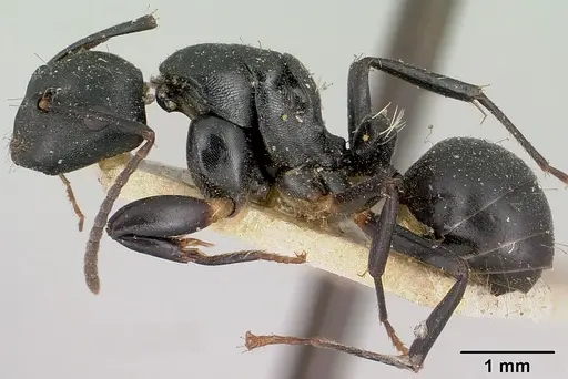 Camponotus echinoploides specimen CASENT0101379 image casent0101379_3