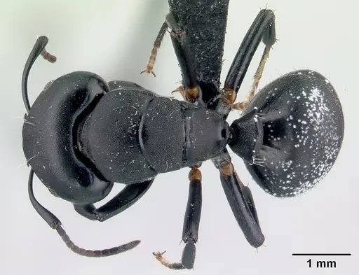 Camponotus echinoploides specimen CASENT0107632 image casent0107632_1