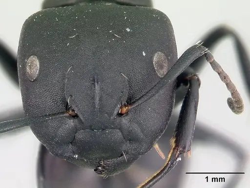 Camponotus echinoploides specimen CASENT0107632 image casent0107632_2