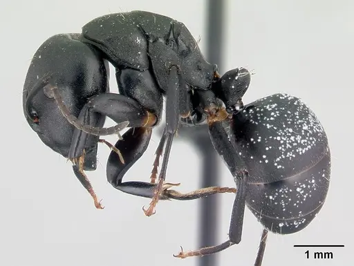 Camponotus echinoploides specimen CASENT0107632 image casent0107632_3