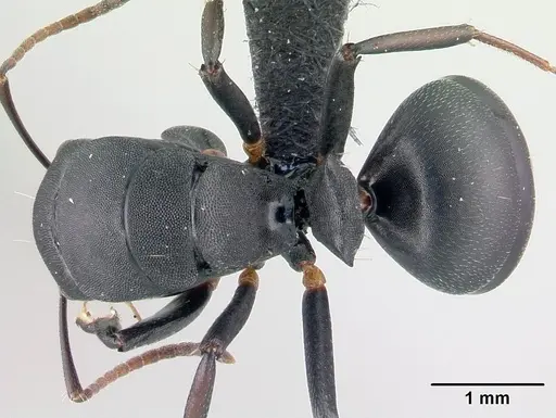 Camponotus echinoploides specimen CASENT0179462 image casent0179462_1