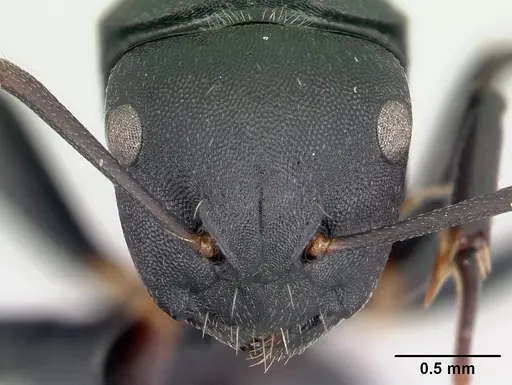 Camponotus echinoploides specimen CASENT0179462 image casent0179462_2
