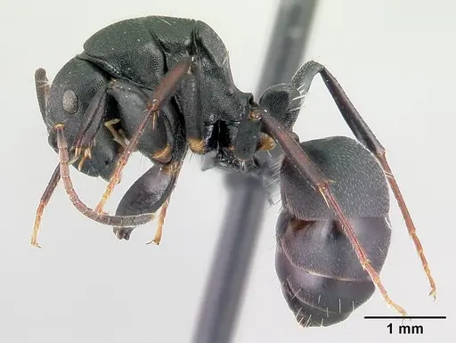 Camponotus echinoploides specimen CASENT0179462 image casent0179462_3
