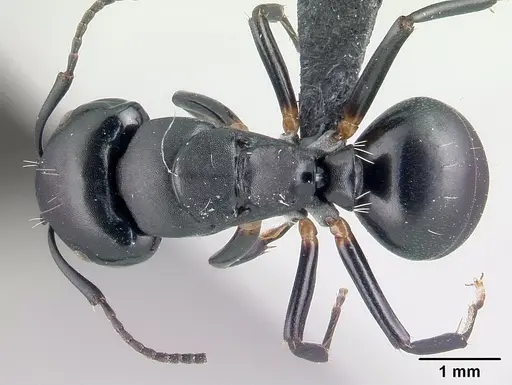 Camponotus echinoploides specimen CASENT0409169 image casent0409169_1