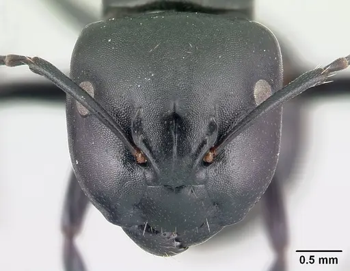 Camponotus echinoploides specimen CASENT0409169 image casent0409169_2