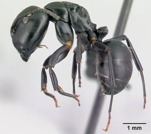 Camponotus echinoploides specimen CASENT0409169 image casent0409169_3