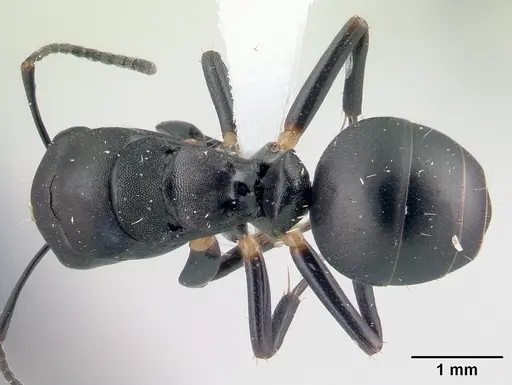 Camponotus echinoploides specimen CASENT0409171 image casent0409171_1