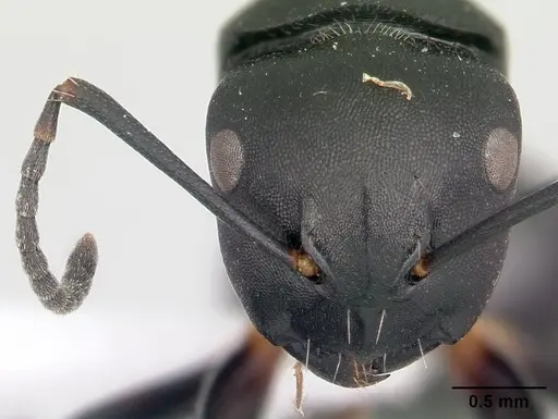 Camponotus echinoploides specimen CASENT0409171 image casent0409171_2
