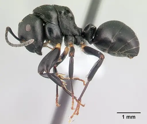 Camponotus echinoploides specimen CASENT0409171 image casent0409171_3