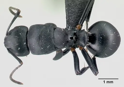 Camponotus echinoploides specimen CASENT0488700 image casent0488700_1