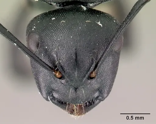 Camponotus echinoploides specimen CASENT0488700 image casent0488700_2