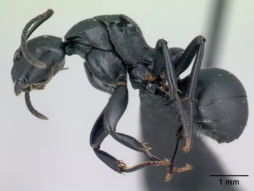 Camponotus echinoploides specimen CASENT0488700 image casent0488700_3