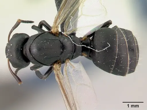 Camponotus edmondi specimen CASENT0067193 image casent0067193_1