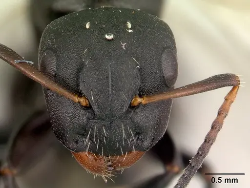 Camponotus edmondi specimen CASENT0067193 image casent0067193_2