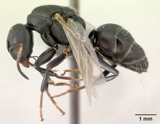 Camponotus edmondi specimen CASENT0067193 image casent0067193_3