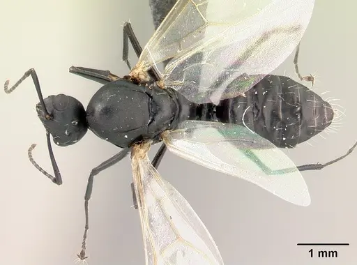 Camponotus edmondi specimen CASENT0067194 image casent0067194_1