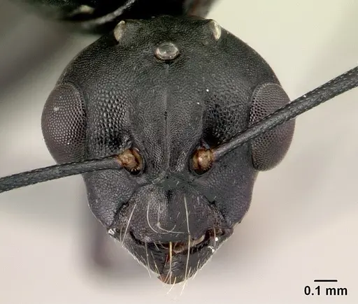 Camponotus edmondi specimen CASENT0067194 image casent0067194_2