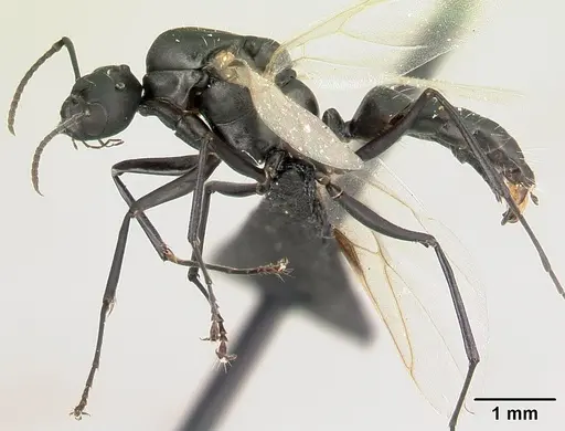 Camponotus edmondi specimen CASENT0067194 image casent0067194_3