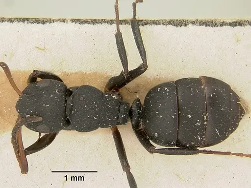 Camponotus edmondi specimen CASENT0101384 image casent0101384_1