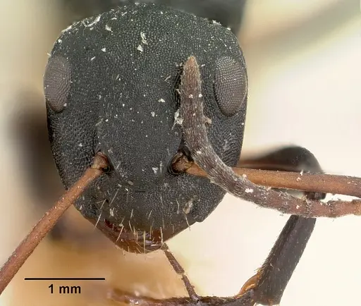 Camponotus edmondi specimen CASENT0101384 image casent0101384_2