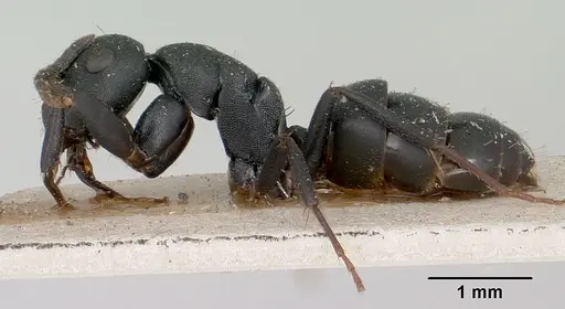 Camponotus edmondi specimen CASENT0101384 image casent0101384_3