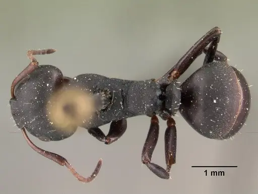Camponotus edmondi specimen CASENT0101477 image casent0101477_1