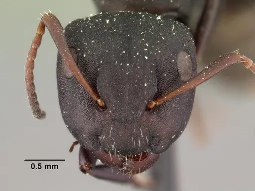Camponotus edmondi specimen CASENT0101477 image casent0101477_2