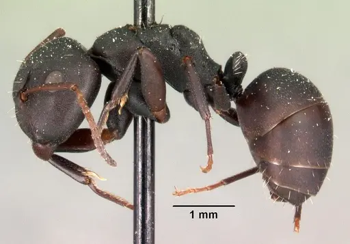 Camponotus edmondi specimen CASENT0101477 image casent0101477_3