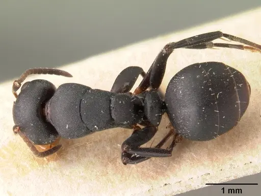 Camponotus edmondi specimen CASENT0101478 image casent0101478_1