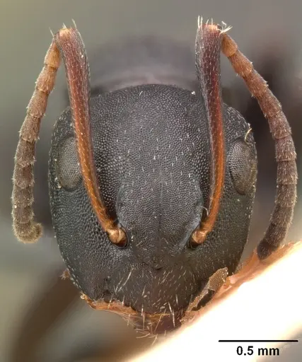 Camponotus edmondi specimen CASENT0101478 image casent0101478_2