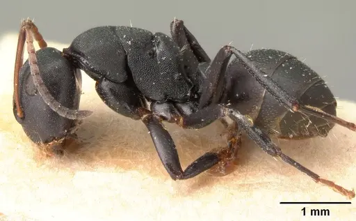 Camponotus edmondi specimen CASENT0101478 image casent0101478_3