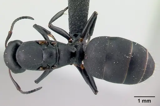 Camponotus edmondi specimen CASENT0107403 image casent0107403_1